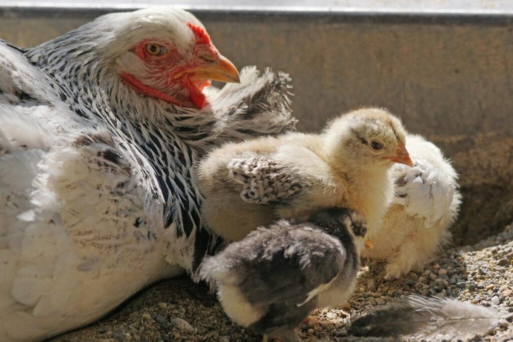 brahama chicken