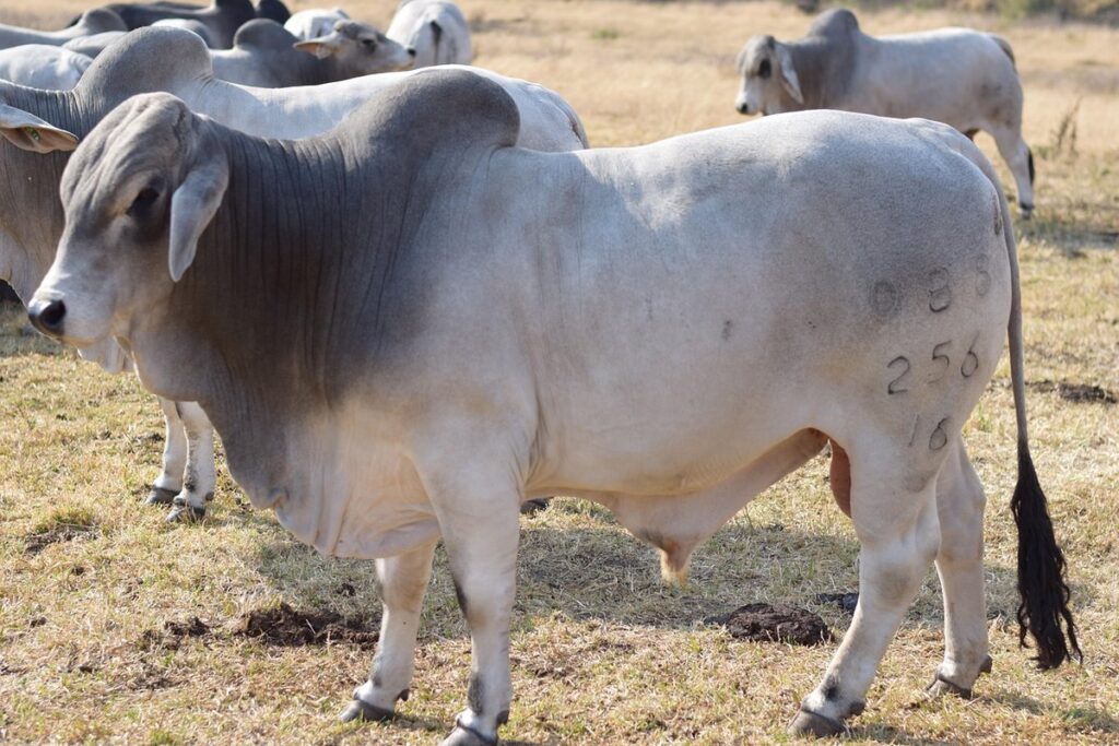 brahman chicken