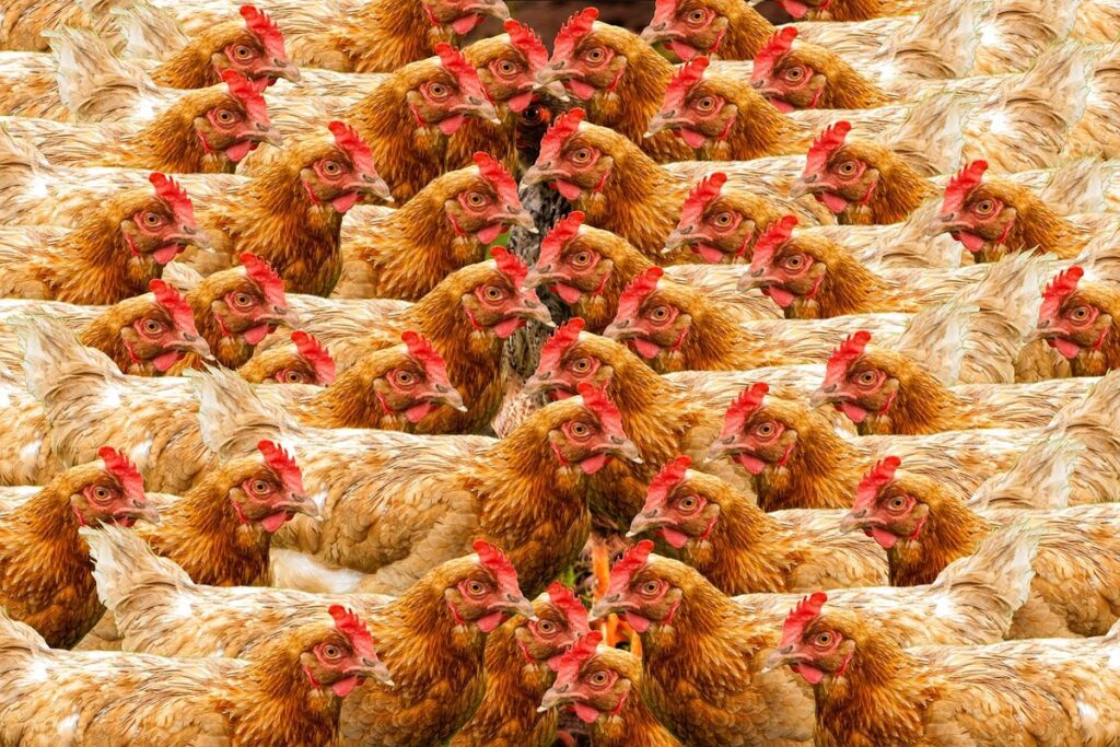 cage free eggs benefits