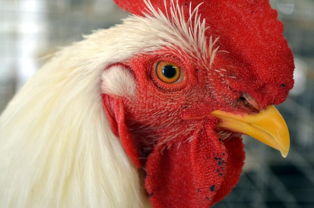 chanticleer chicken breed
