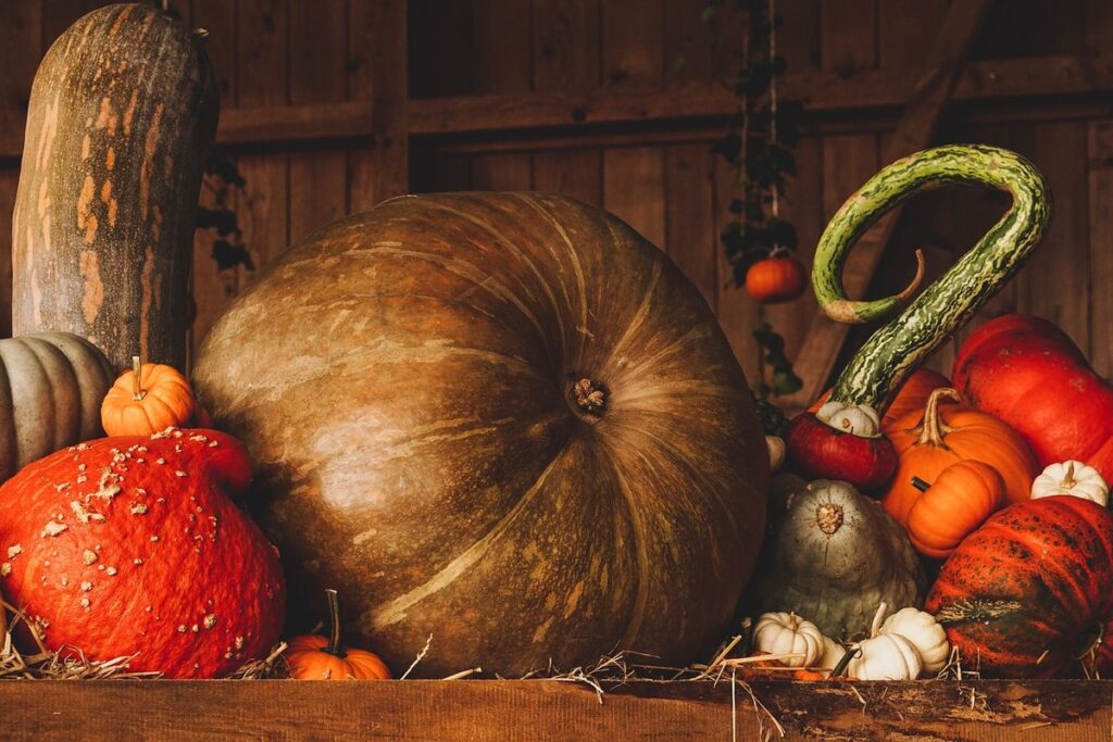 can chickens eat canned pumpkin