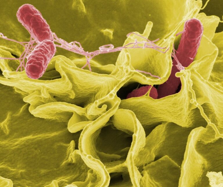 chicken bacteria salmonella