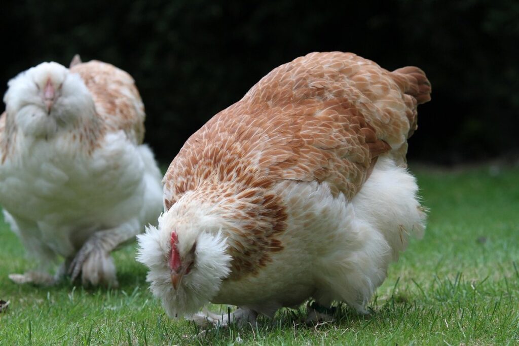 breeder pens for chickens