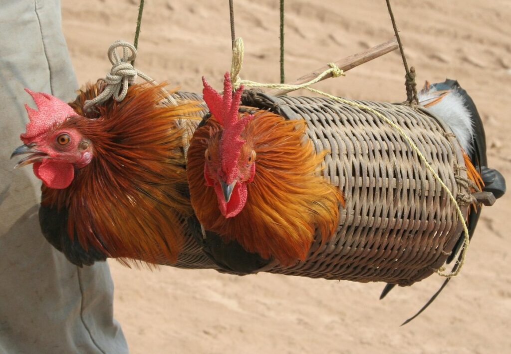 chicken cage plans