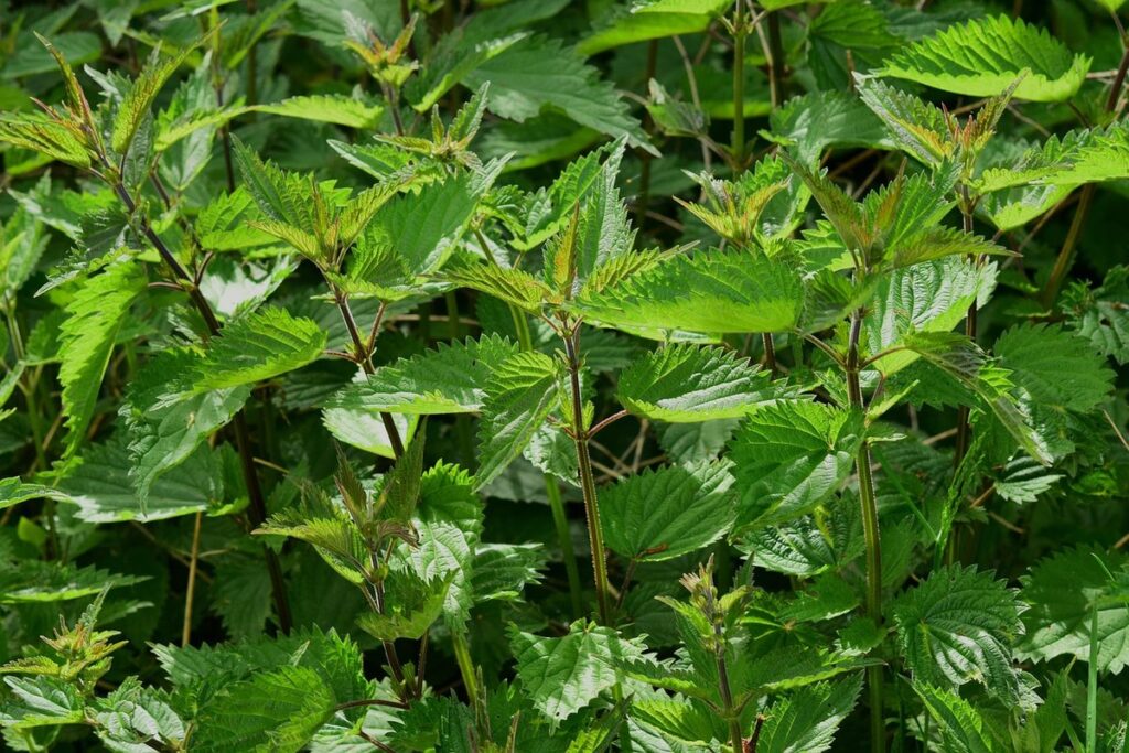 can chickens eat purple dead nettle