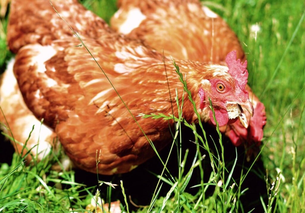 Chicken feed