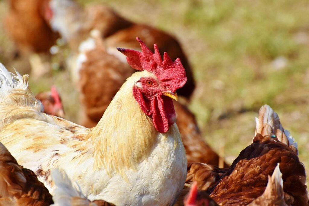 free range grazing pros and cons