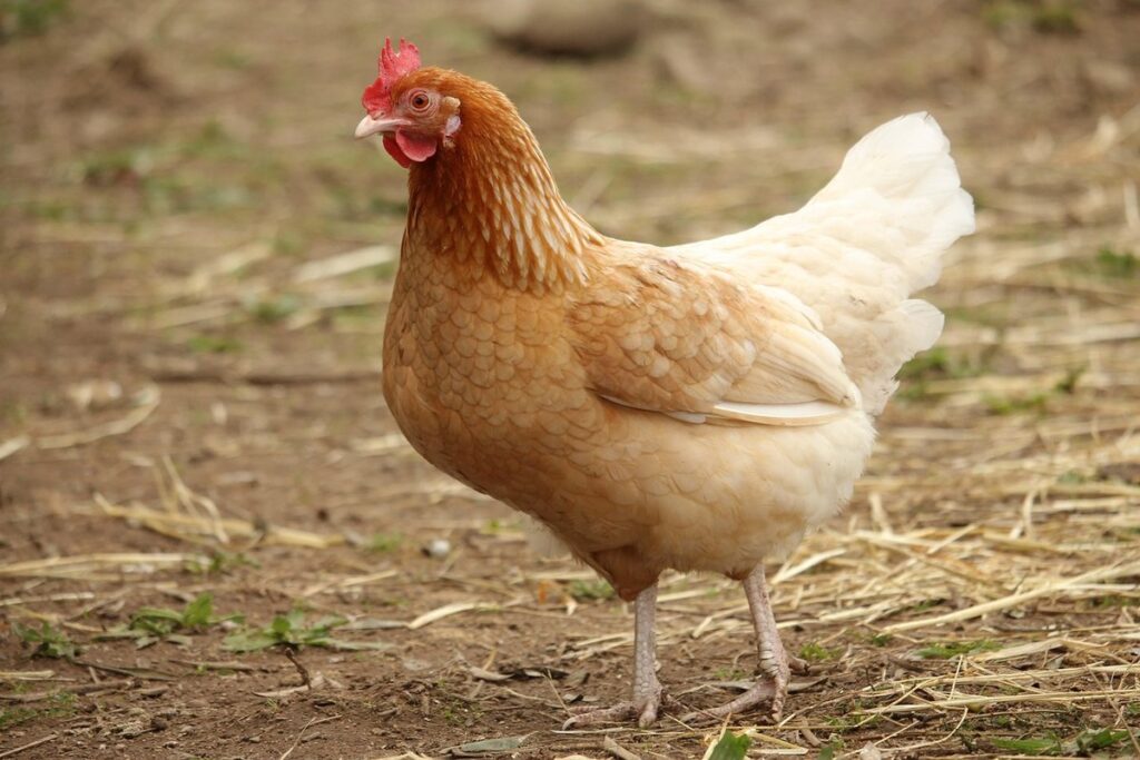 Chicken pullets