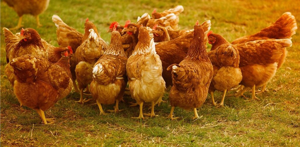 making a chicken run