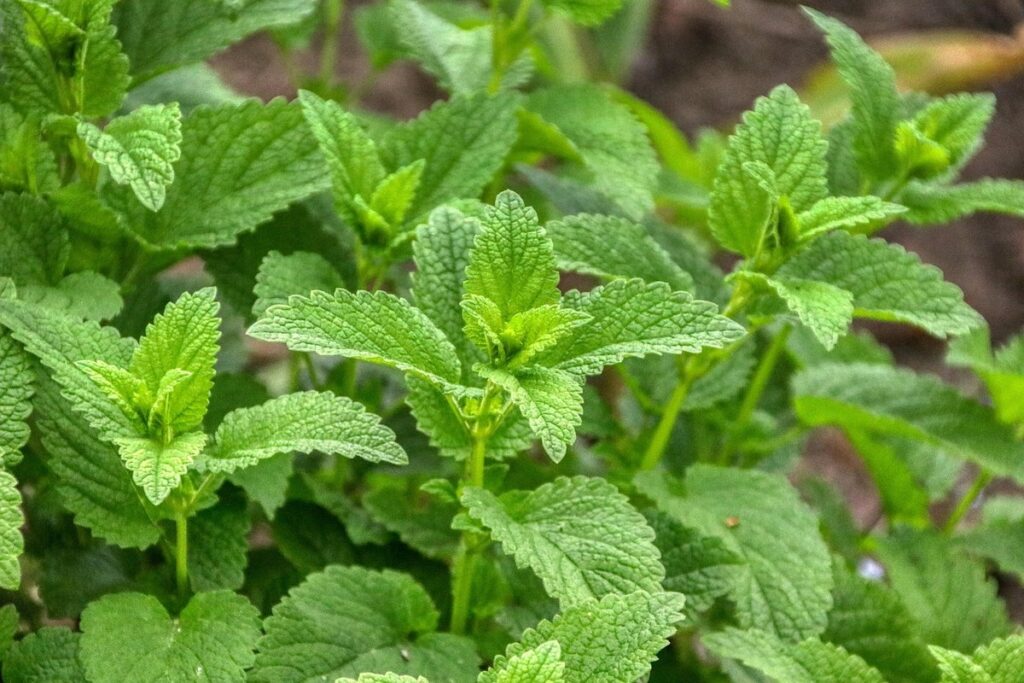 can chickens have lemon balm
