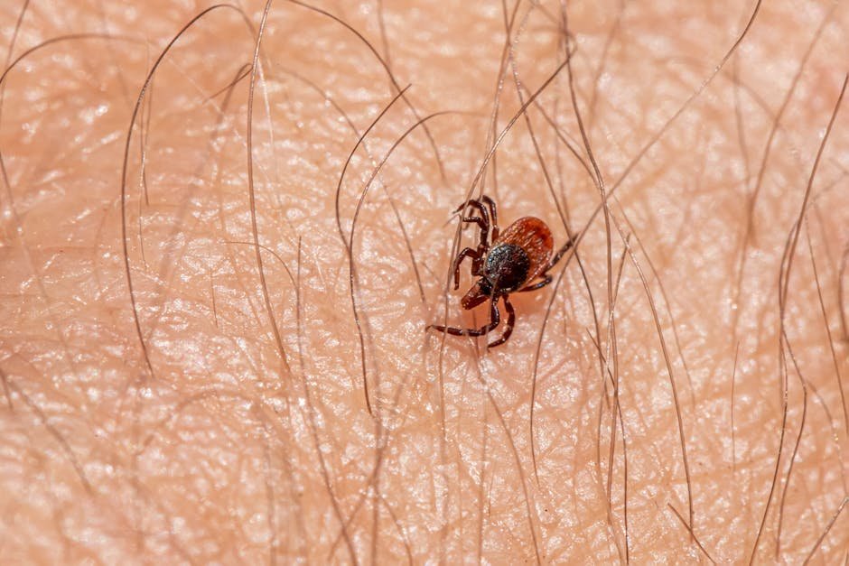 coccidiosis zoonosis