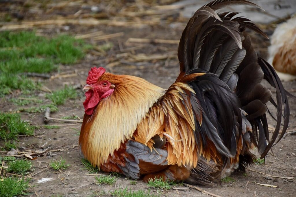 cock vs rooster