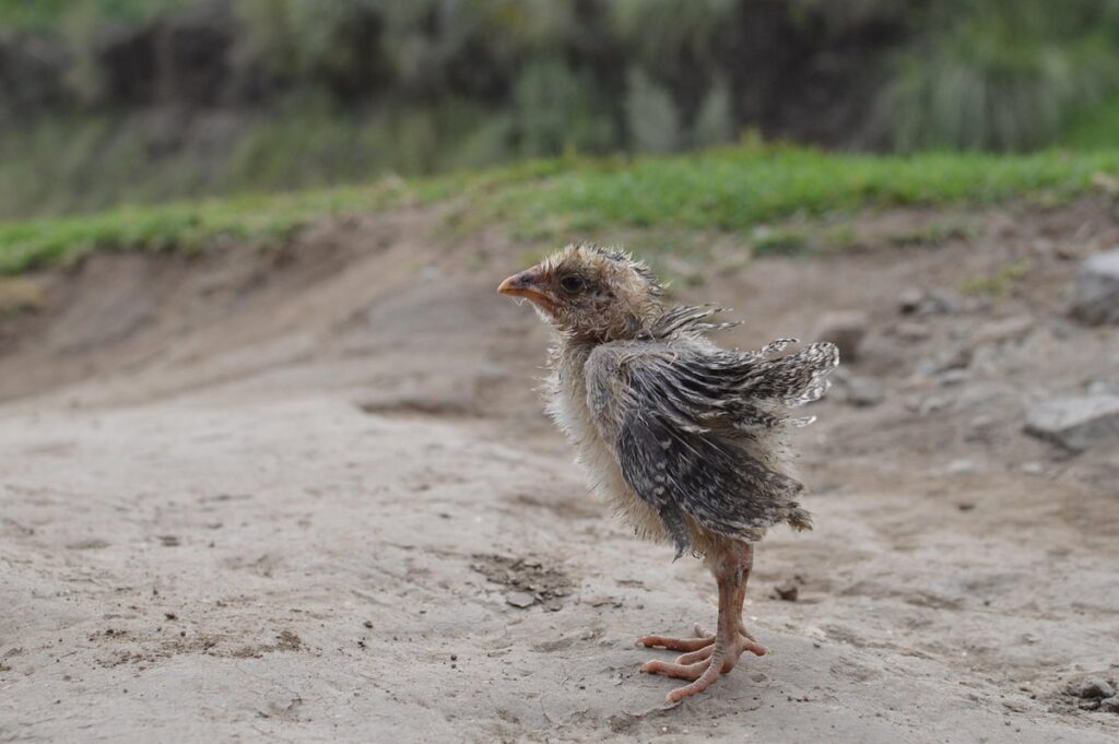 cold hardy chickens