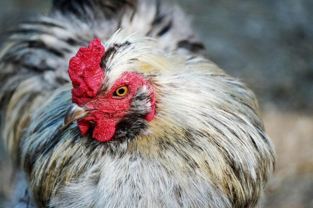 croad langshan hen