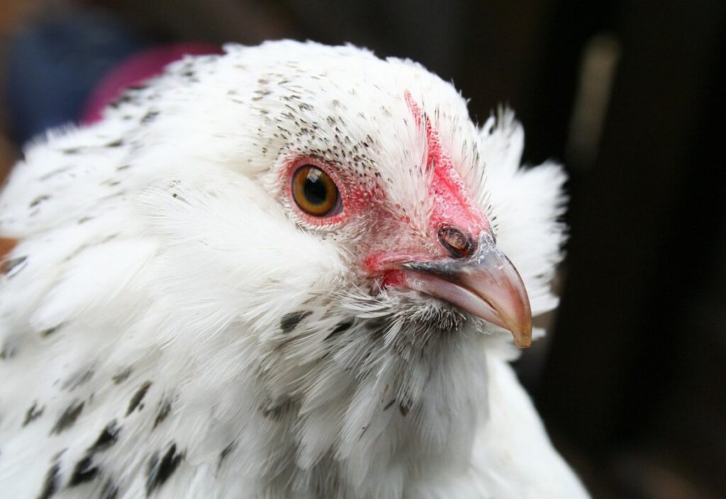 d'uccle bantam chicks