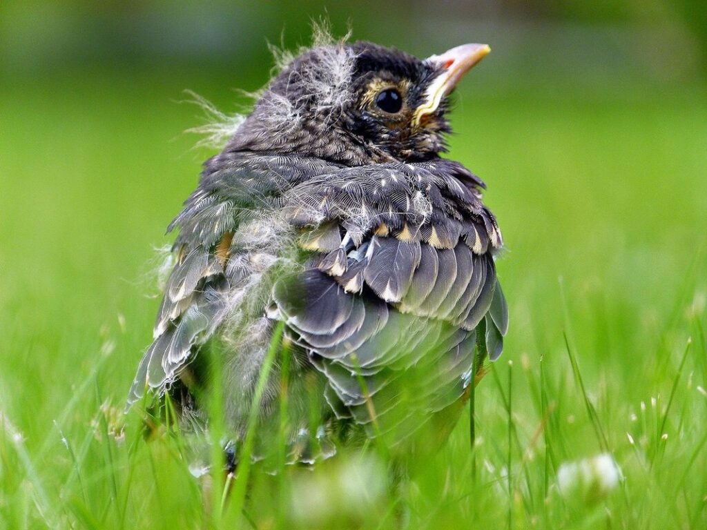 define poult