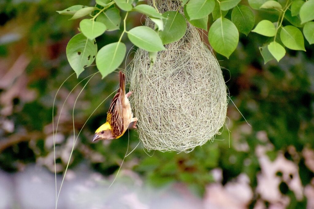 diy nest box