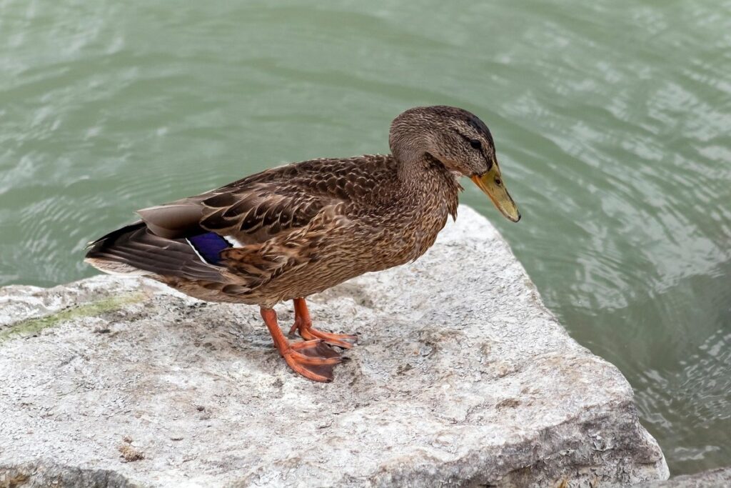 ducks rouen