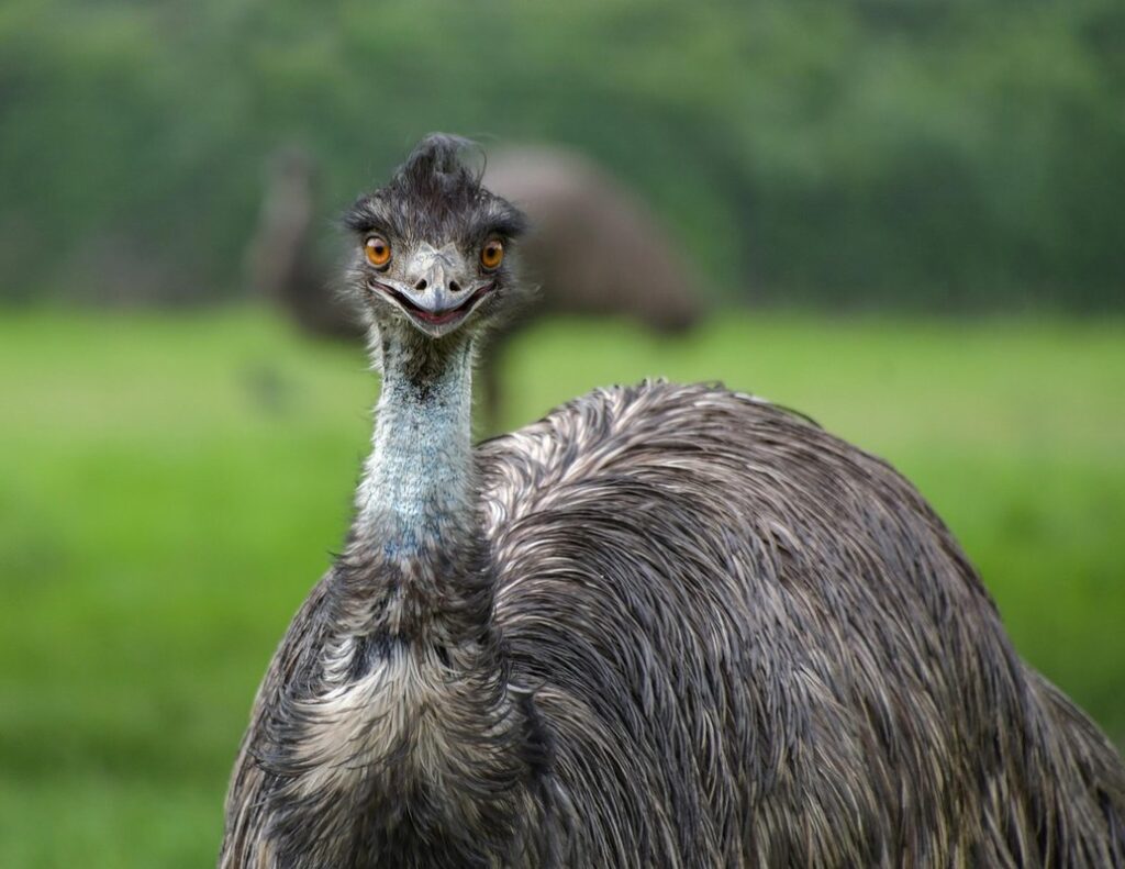 emu bird meat