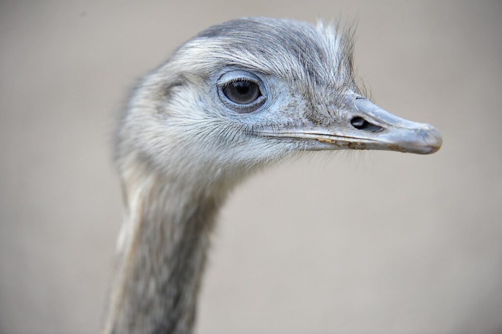 emu or ostrich