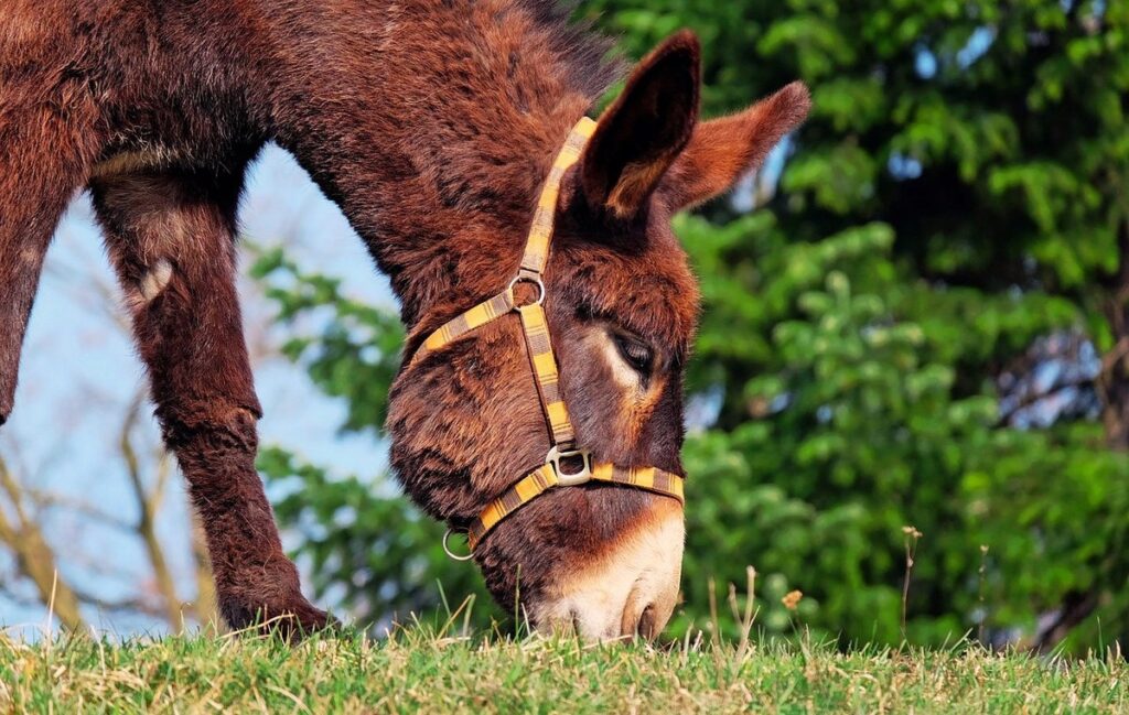 what farm animals eat christmas trees
