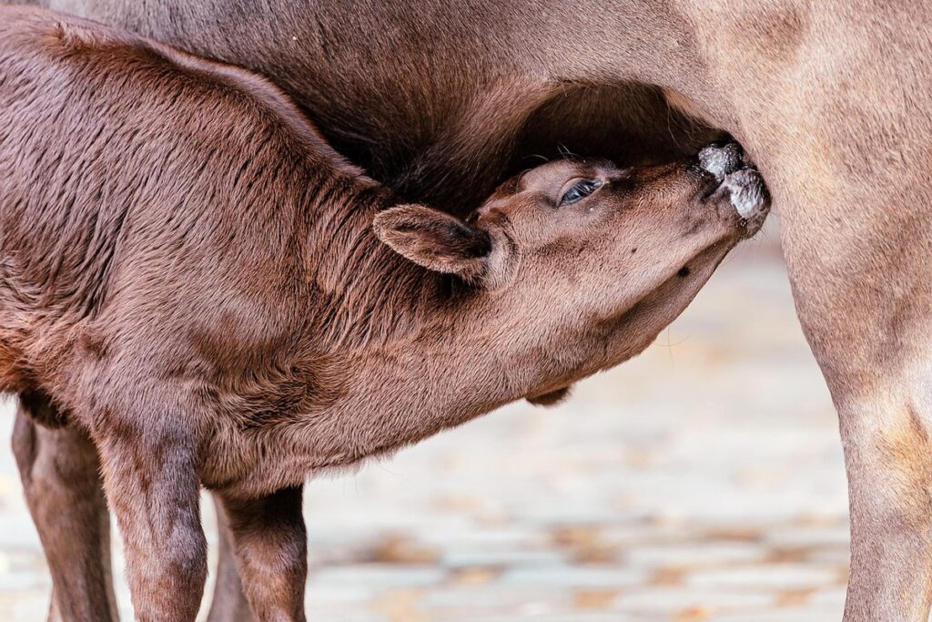 feed the farm animals