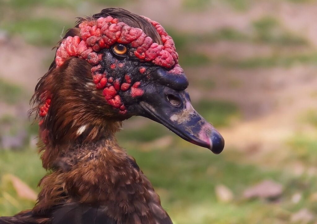 farmyard ducks