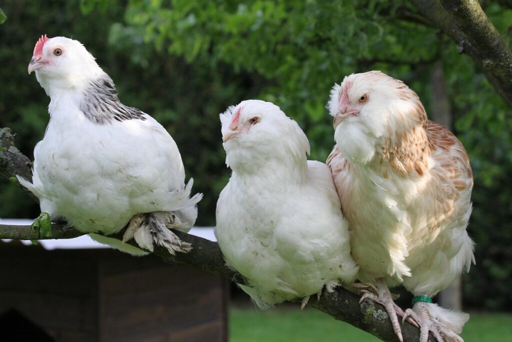 faverolles chickens
