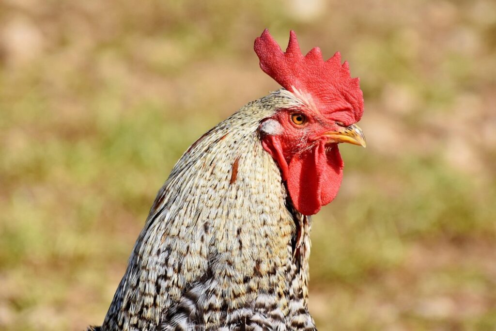 feathered head chicken