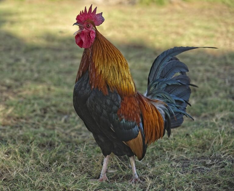 feral chickens