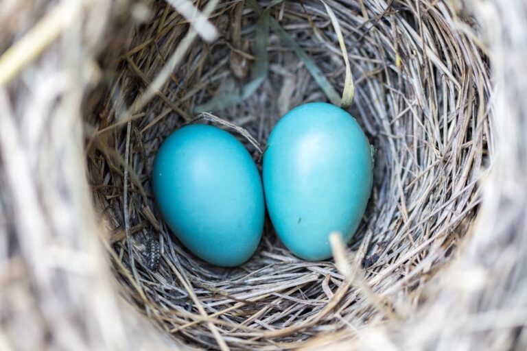 fertilized vs unfertilized eggs