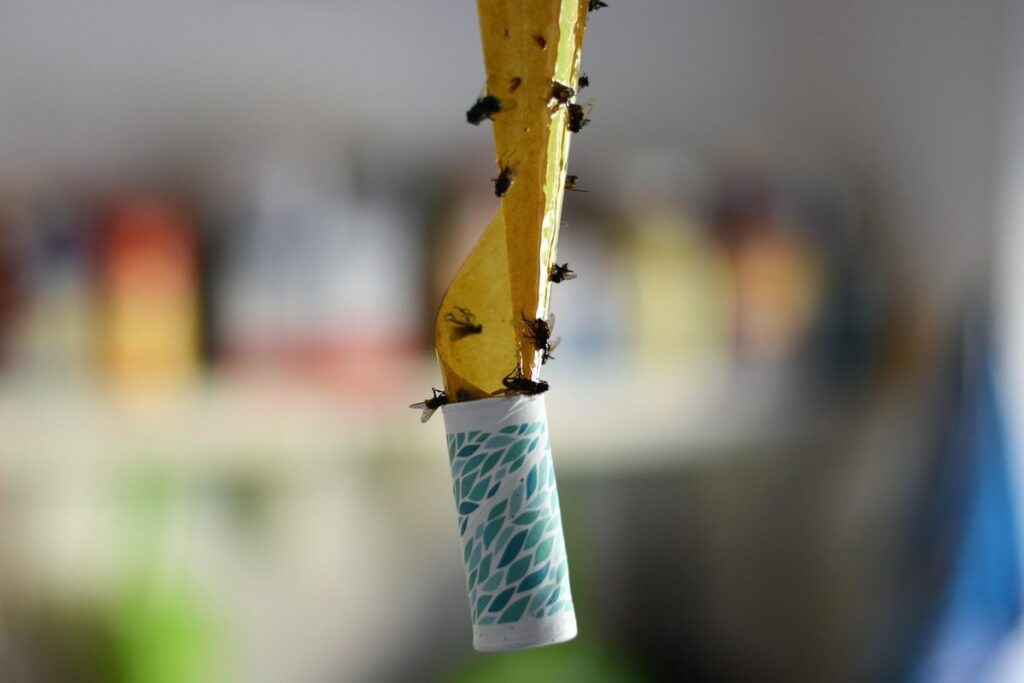 best fly trap for chicken coop