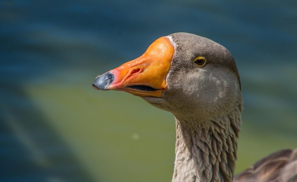 french toulouse goose