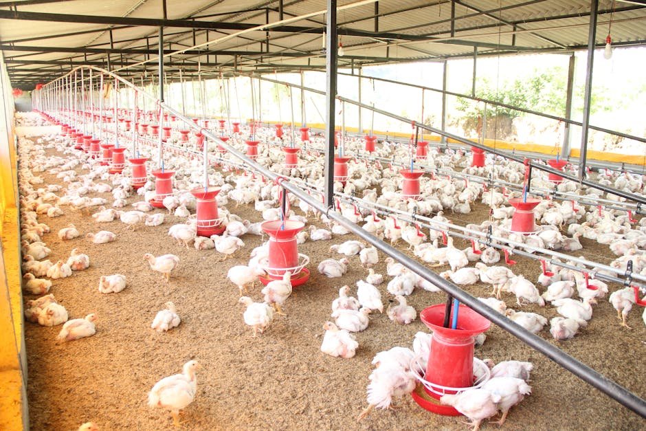 garlic water for chickens -> chicken feeder