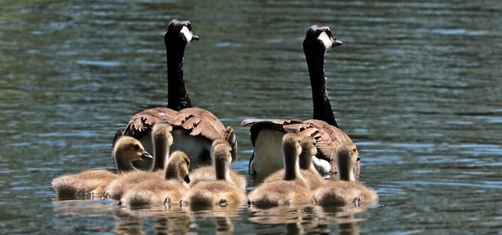 do geese need water to swim in