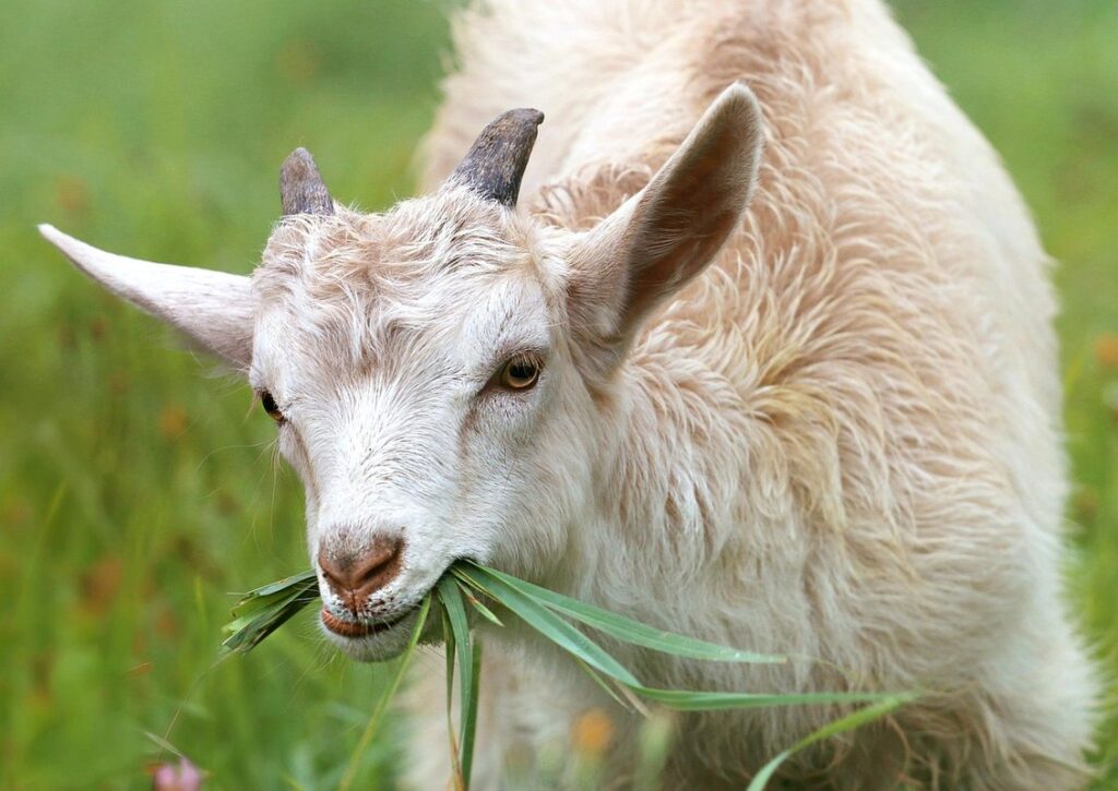 can goats eat christmas trees