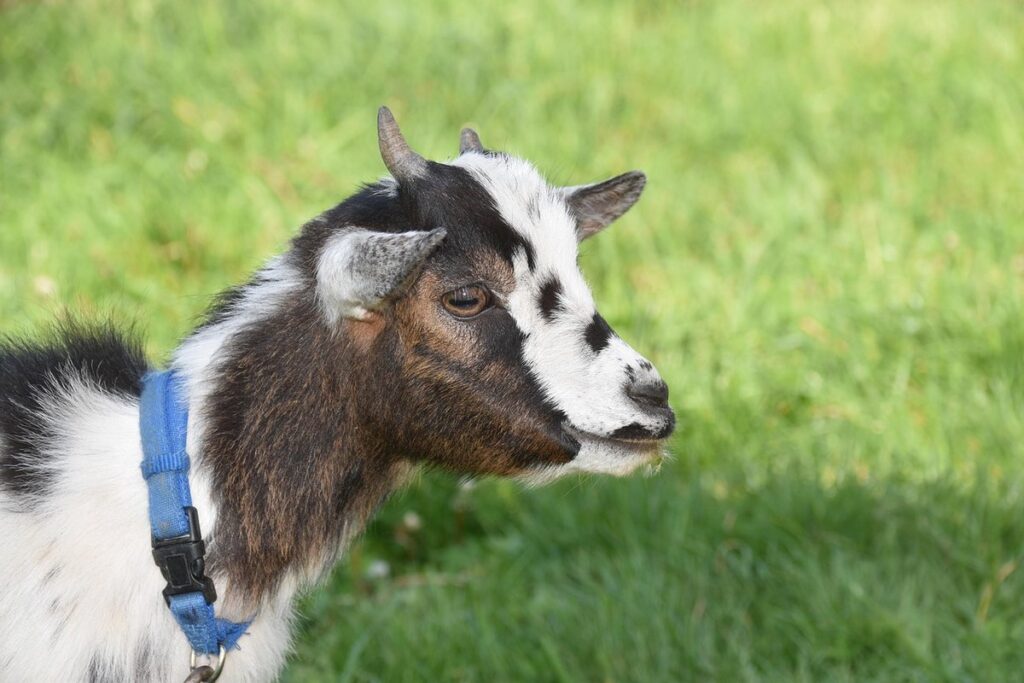 do goats eat dead leaves