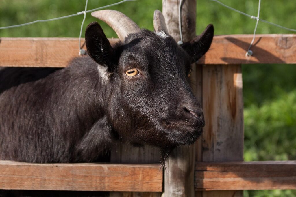 why do people keep goats