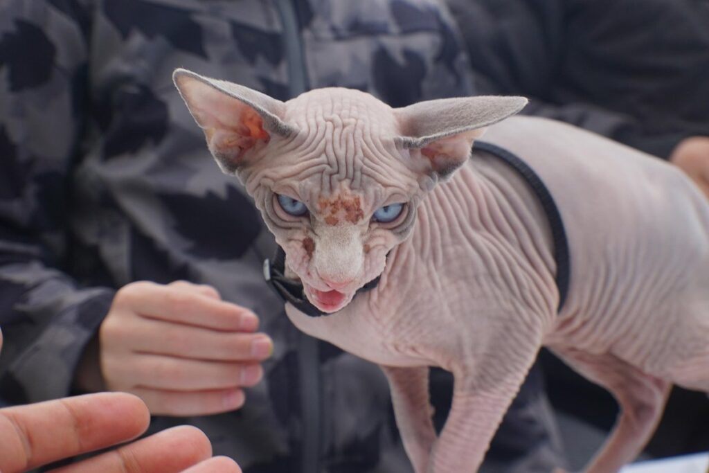 hairless chicken