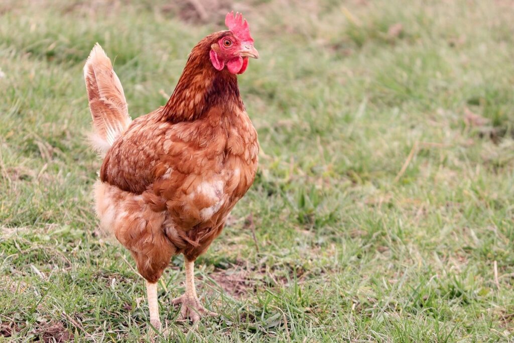 hen run flooring