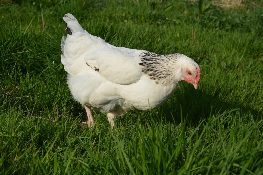 hens peck