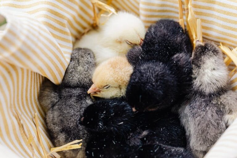 identifying chicks by breed