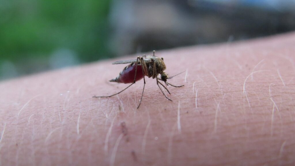 infectious bursal disease