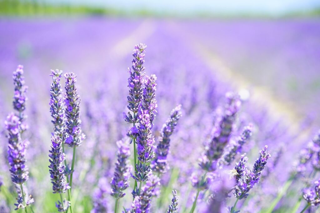 is lavender good for chickens