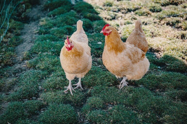lavender orpington vs buff orpington