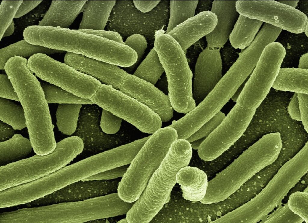 Mareks disease