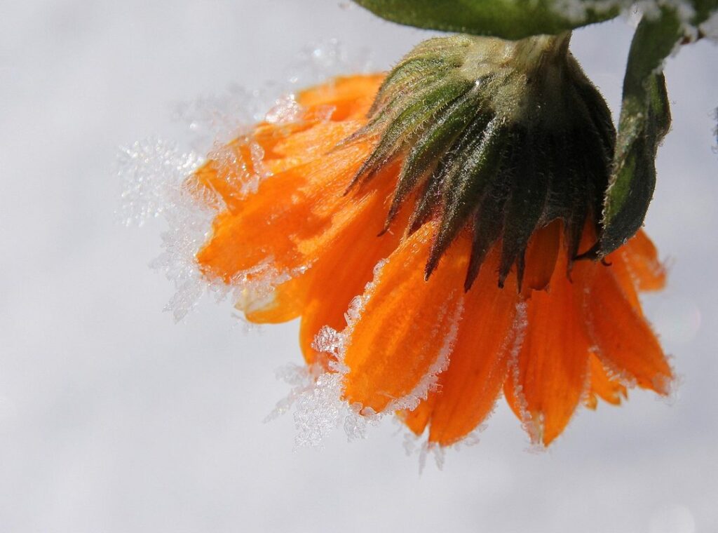 marigolds for chickens