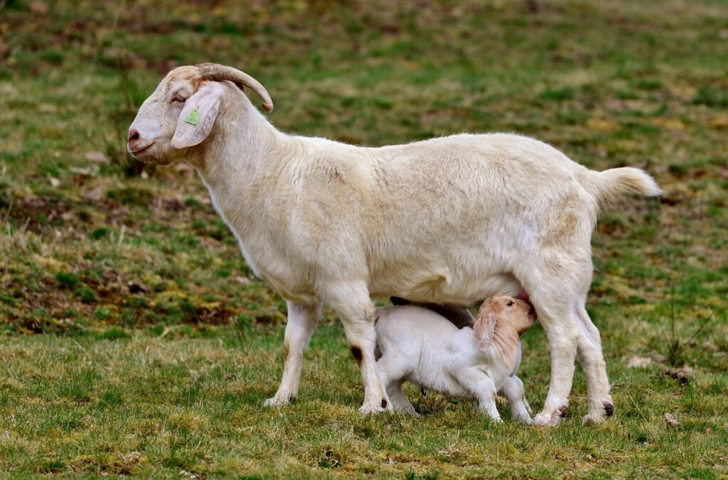 how to raise a milk goat
