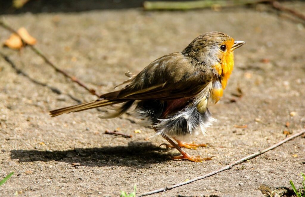 moult birds