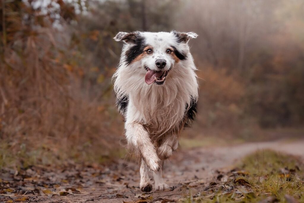 managing muddy chicken run